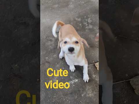 @krishik6549 #viralcutepuppy#viralcuteyoutubvideo#cute video for children#voiceforvoiceless