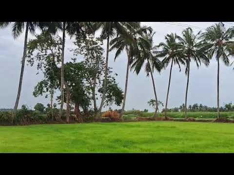 🌿🌿🌱🌱🌾🌾