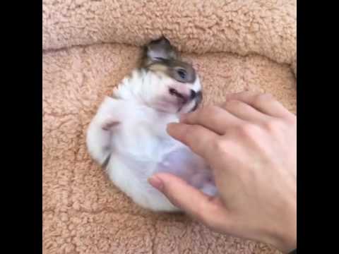 Cute chihuahua puppy  play with daddy💕