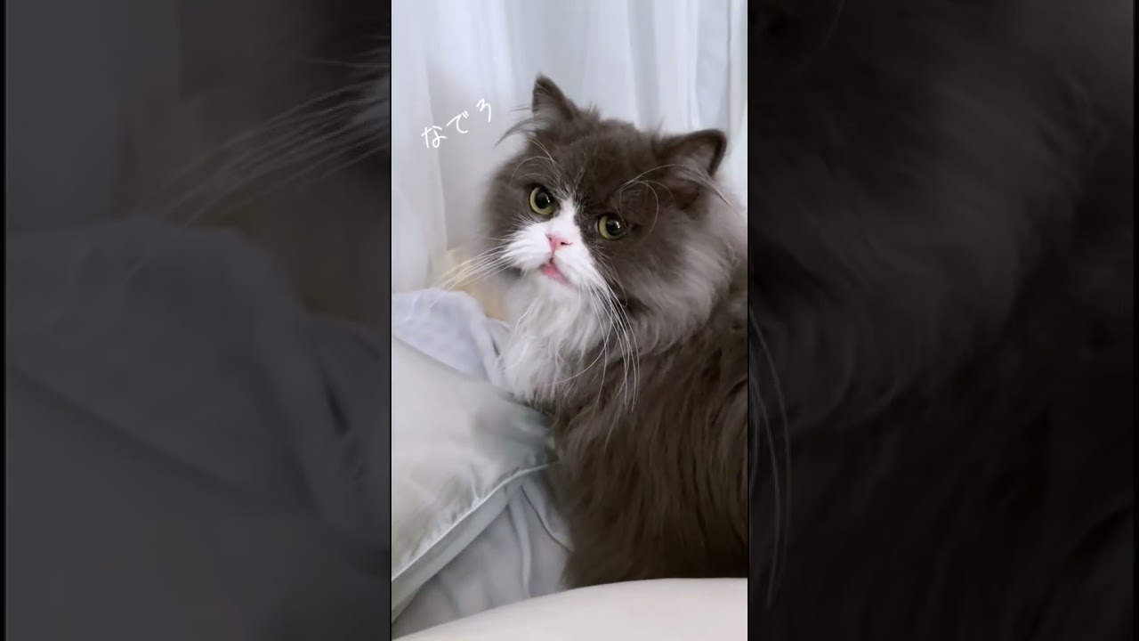 【🐾おしゃべりできる天才猫るる🐾】#猫動画 #猫のいる暮らし #猫 #ミヌエット #catvideos #cat #ねこ #catshorts #고양이 #猫動画 のいる生活  #ちゃんねるる