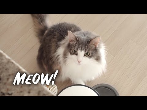 Cat meowing for food | Norwegian forest cat