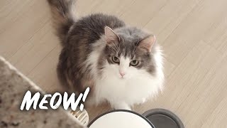 Cat meowing for food | Norwegian forest cat