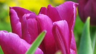 0135P Jak dobrze być poziomką...