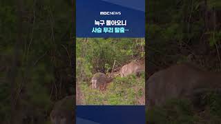 늑구 돌아오니 사슴 무리 탈출‥MBC 카메라에 포착 #Shorts (MBC뉴스)