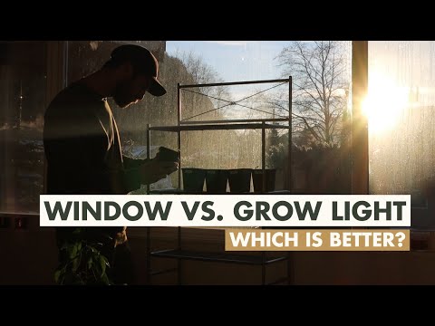 Window vs. Grow Lights - How much light for starting seeds indoors?