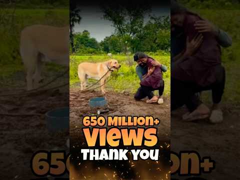 💕650+ Million Views❤️Thankyou ❤️ #labrador #doglover #goldenretriever #doglove #puppies  #love #pets