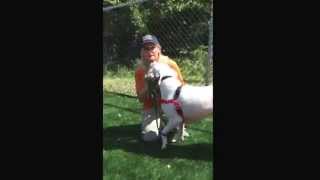Wallace - Strut Your Mutt Challenge!