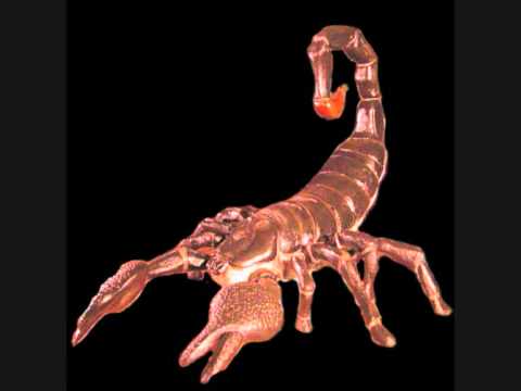 Scorp- So ha espaço pa um scorp na tuga