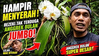 Download lagu Hampir Menyerah di Tengah Hutan, Malah Menemukan Anggrek Bulan Jumbo! mp3 Download lagu Hampir Menyerah di Tengah Hutan, Malah Menemukan Anggrek Bulan Jumbo! mp3