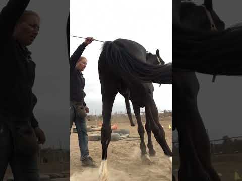 Une relation en or #complicité #couple #horselover #rigolo #cheval #horseshow #horselifestyle