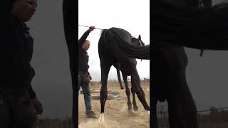 Une relation en or #complicité #couple #horselover #rigolo #cheval #horseshow #horselifestyle