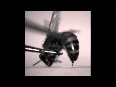 The stinging action of honey bees versus paper wasps