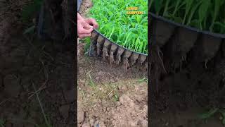 Download lagu Planting Corn the Modern Way, Farmers Must Try mp3