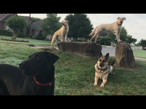 The Pawsome Foursome: A Rock Group