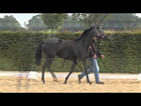 Danika v. Apache - Depardieu - Rubinstein