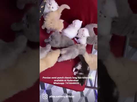 Persian kittens in Hyderabad - #catreels