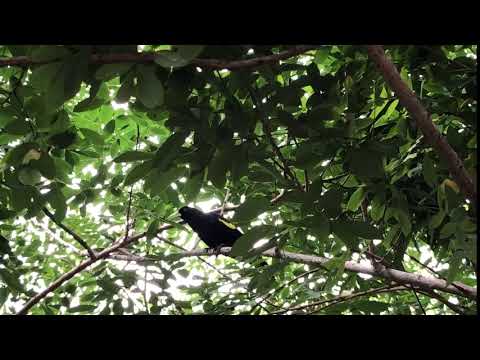 Crested Oropendola (Psarocolius decumanus)