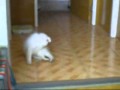 Japanese spitz- barking and playing around 