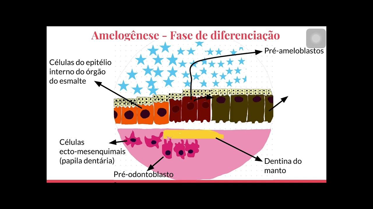 Esmalte dentário (amelogênese)