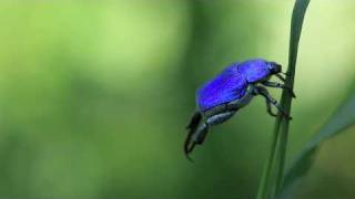 Kadr z teledysku Mini-ode animale. Les hoplies. tekst piosenki Hubert Clos Lus