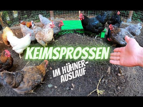 , title : 'Hühner Tipp 27 - Grünfutter im Auslauf anziehen - Keimsprossen und Weizengras - Hühnerfutter'