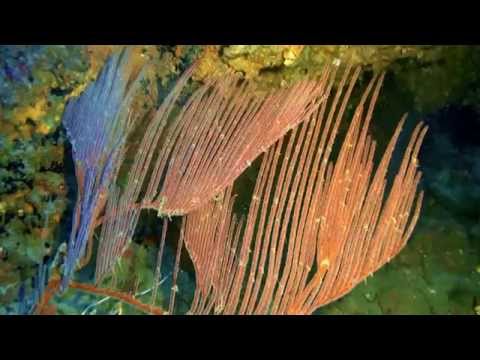 Pi Pi Turtle Wall, Pi Pi Turtle Wall,Thailand