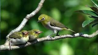 Download lagu Suara Burung Pleci Di Alam Liar mp3 Download lagu Suara Burung Pleci Di Alam Liar mp3