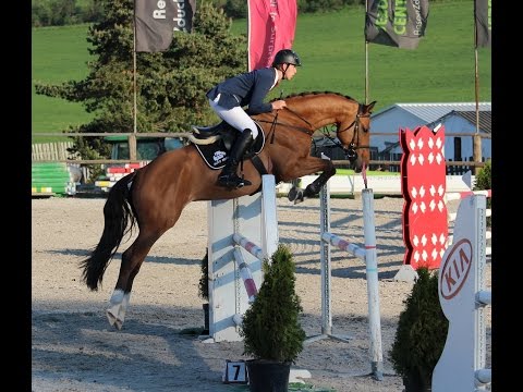 Laver, 6y old gelding Larimar x Capitol