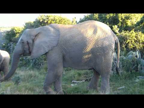 Breeding herd of Elephants at Kariega Private Game Reserve