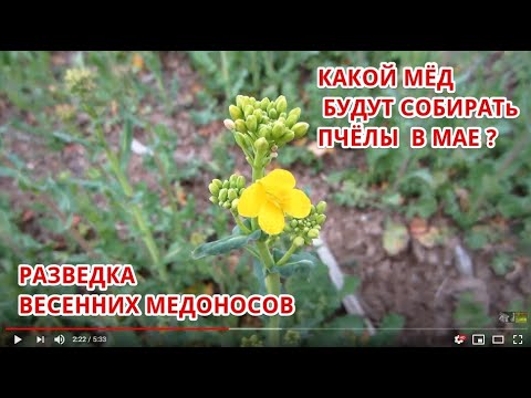 Пчеловодство. Разведка ближайших весенних медоносов. Выезд на поле с озимым рапсом.