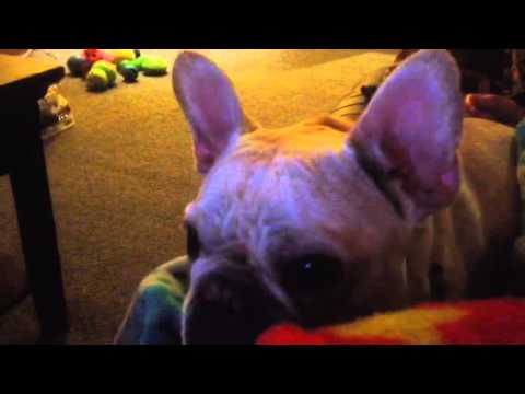 Ragan Watching Dogs on YouTube