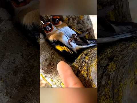 சூரியகாந்தி பூவுக்குள் சிக்கிய குட்டித் தூக்கம்! | Sleepy Birds in Sunflower Facts