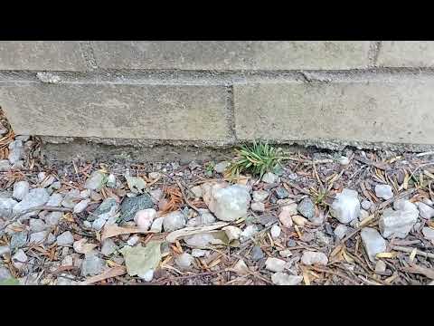 Long Trail of Ants Found on Side of Home in Edison, NJ