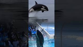 Download lagu Lumba-lumba liar vs Lumba-lumba kolam #short mp3 Download lagu Lumba-lumba liar vs Lumba-lumba kolam #short mp3