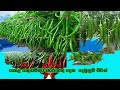 MICH HY 1 කොළ කොඩ වීමට ඔරොත්තු දෙන මිරිස් ප්