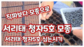 서리태 청자5호 파종 트레이 모종 키우기 [서리태재배방법]