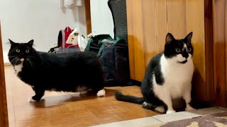 Moving In and Exploring Our New Home! 引っ越し&新しい家の冒険!