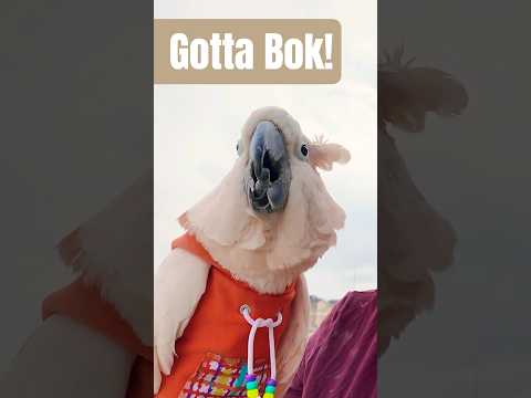 Gotta Bok Bok Bok #cluckatoo #bokbok