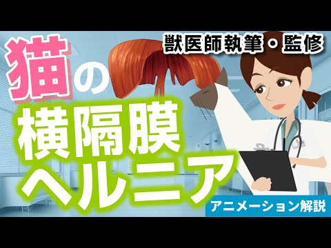 犬の横隔膜ヘルニア - 原因、症状、治療法