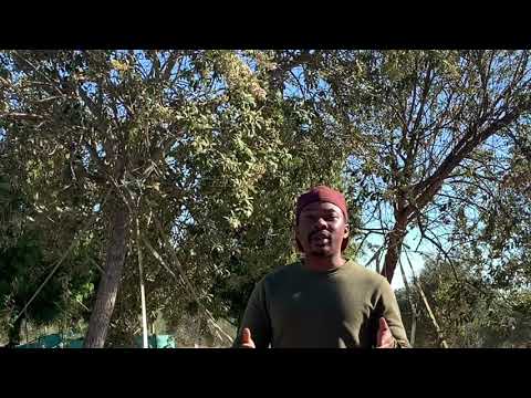 Tarchonanthus camphoratus, Camphor Bush