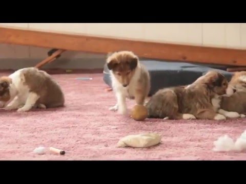 Sheltie Puppies For Sale