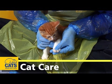 Should I clip my cat's claws? - YouTube