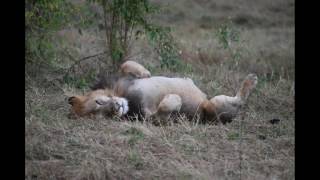 Lion rolling - Kicheche Mara Camp, Mara North Conservancy