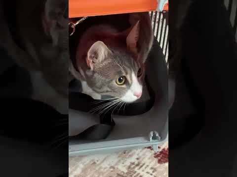 قطوس وبصلة 😂#mrkingo #قطوس