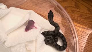 A quick snake feeding video #hognosesnake #reptiles #snake #animals #blacksnake #kingsnake #cobra