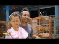 Pria Di Bojonegoro Sukses Raih Cuan Dari Hasil Penangkaran Burung Cucak Ijo LintasiNewsPagi 06 02