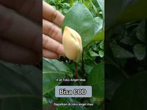 Tanaman bunga cempaka gondok kuning #shorts