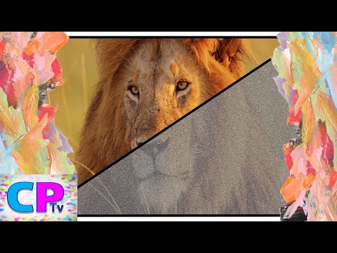 Wild Lions/Picture Reveal of Lions on IPad/Diviners - Savannah (feat. Philly K) [NCS Release]