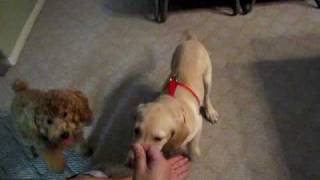 Basic tricks with lab puppy Benjy and brown poodle BB