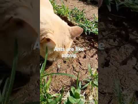cat eats ants